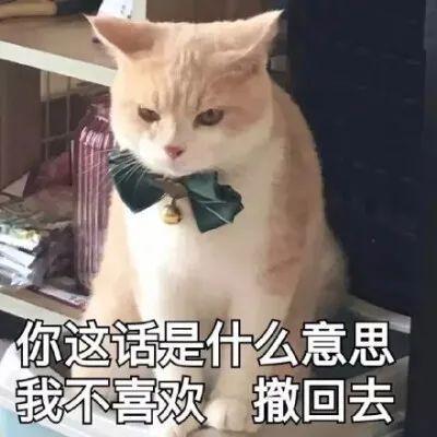 养猫之后，这几句话最“刺耳”，网友：我养猫花你钱了吗？