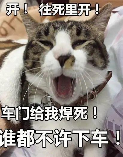 养猫之后，这几句话最“刺耳”，网友：我养猫花你钱了吗？