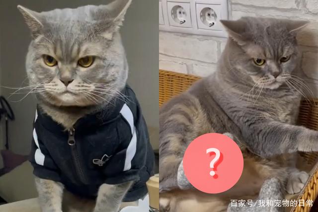 奴才用猫毛做了一对鞋子，呈到猫咪面前时它的表情亮了！