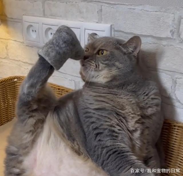 奴才用猫毛做了一对鞋子，呈到猫咪面前时它的表情亮了！