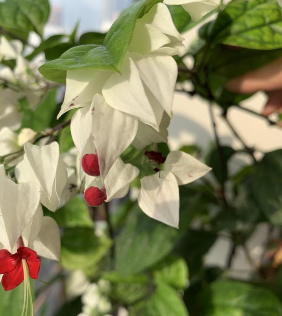 这种花叫“龙吐珠”，能开上百朵，花友都喜欢，养在家里上档次