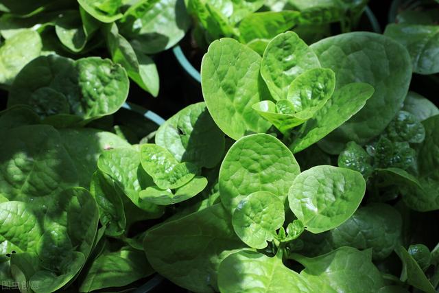 农村这种野菜，味道鲜美含钙量特高，在城里有时候有钱都很难买到