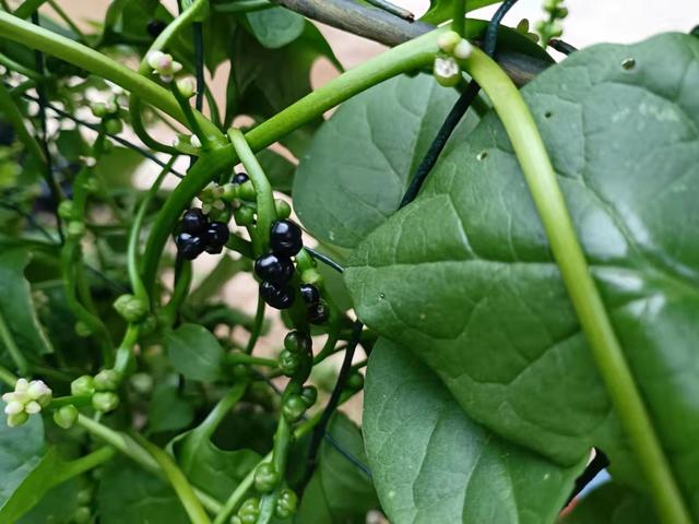 农村这种野菜，味道鲜美含钙量特高，在城里有时候有钱都很难买到