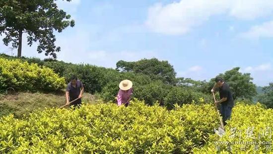 武穴余川镇发展特色产业 助推乡村振兴