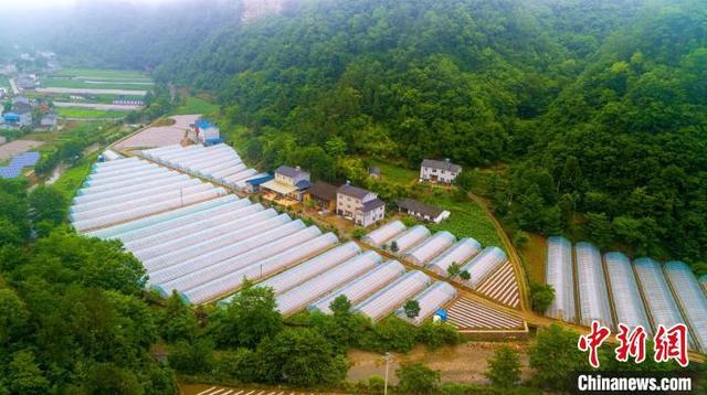 探访湖北夷陵脱贫村：靠山吃山 致富路宽