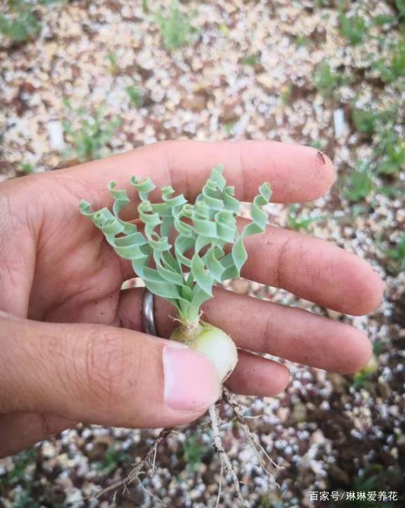 蒜瓣大的多肉，1棵就要60，你不了解的弹簧草，也是多肉的一种