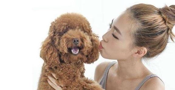 泰迪犬最“欠揍”的6个行为，特别第4个，一定不能惯！