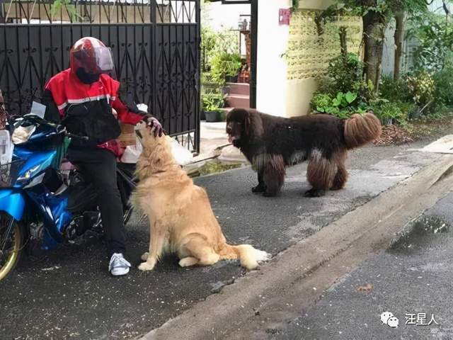 快递小哥送件被一只金毛主动搭讪，刚摸完后，竟然又跑来一只