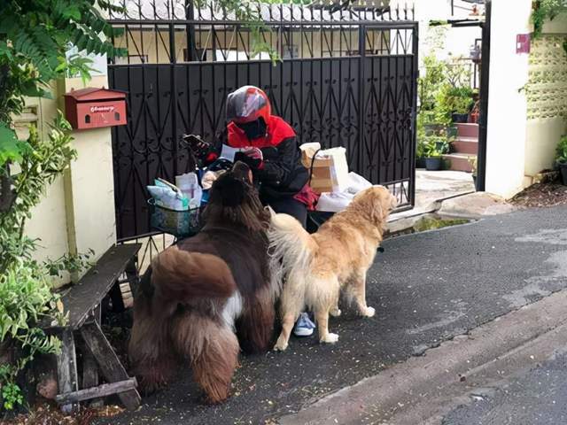 快递小哥送件被一只金毛主动搭讪，刚摸完后，竟然又跑来一只