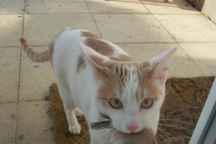 抓老鼠真的是猫咪的本能反应吗？喵星人：不光老鼠，朕全都要！