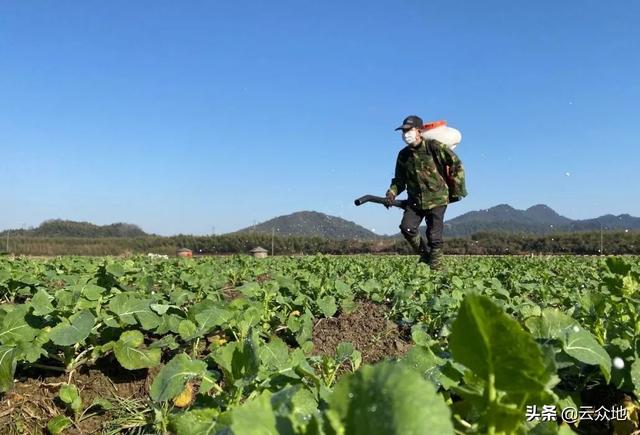 油菜高产种植如何施肥？根据需肥特点，做到高效稳妥、科学用肥