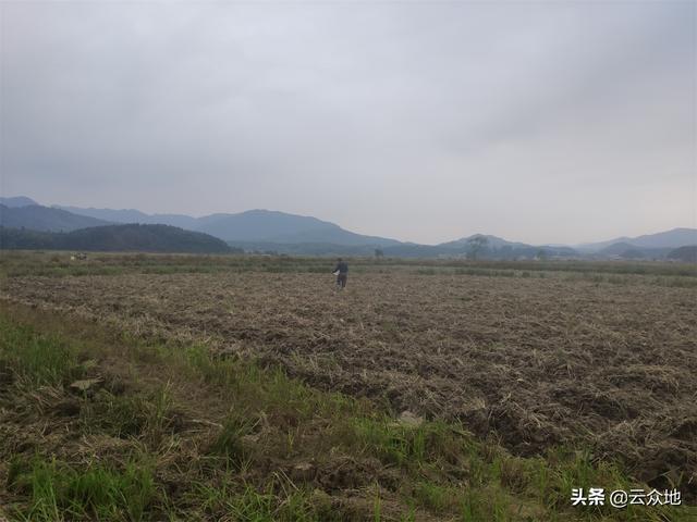 油菜高产种植如何施肥？根据需肥特点，做到高效稳妥、科学用肥