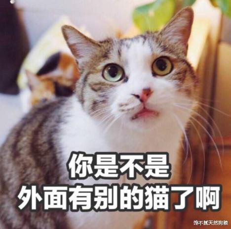 不要随便养这几种猫，养了它们就不会离开你了