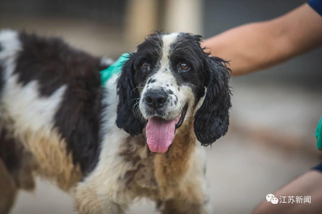 汶川地震救援最后一只搜救犬离世，让我们送它一程！