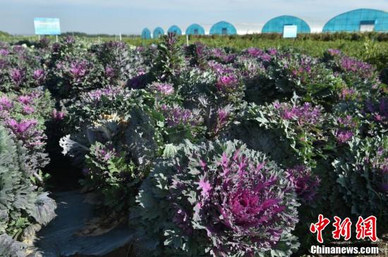 【石榴花开 籽籽同心】宁夏固原：“冷凉蔬菜”绘就乡村新图景