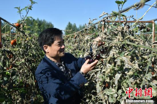 【石榴花开 籽籽同心】宁夏固原：“冷凉蔬菜”绘就乡村新图景