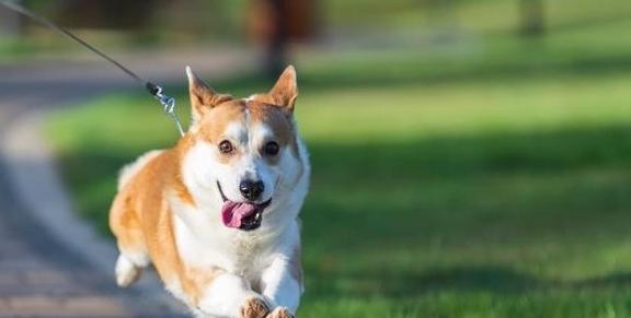 如果你有一只柯基犬，那么不妨看看这篇文章，或许会收获许多