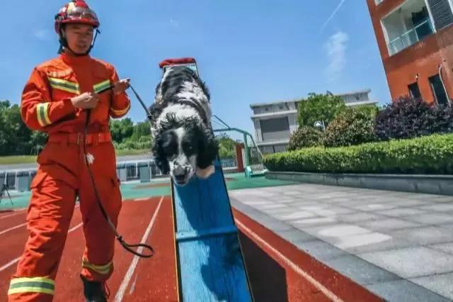 汶川地震中的无言小英雄，一路走好