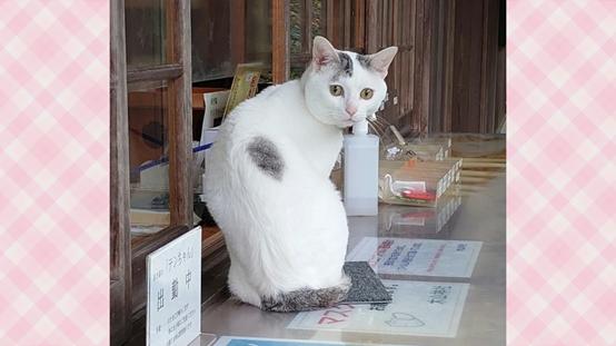 日本的招财猫，也开始内卷起来了