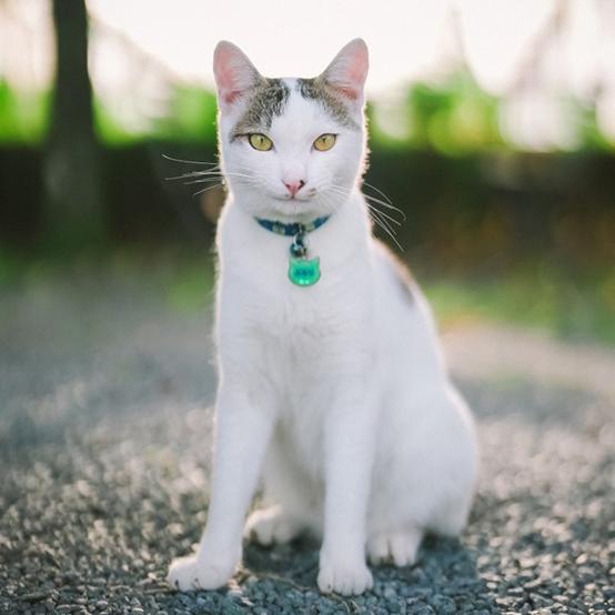 日本的招财猫，也开始内卷起来了