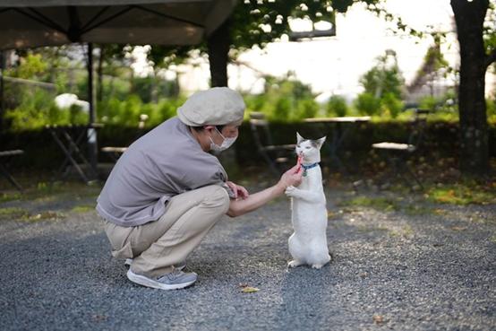 日本的招财猫，也开始内卷起来了