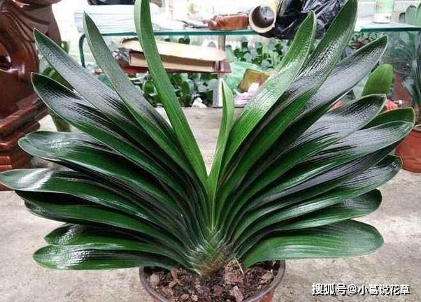 室内盆栽养花浇水不多，结果植物却烂根了？原因全出在这里