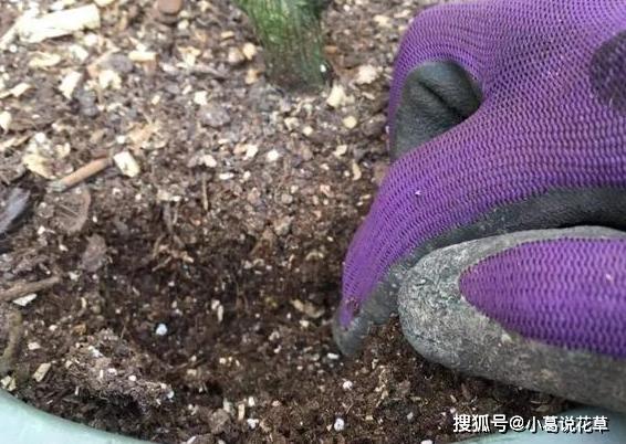 室内盆栽养花浇水不多，结果植物却烂根了？原因全出在这里