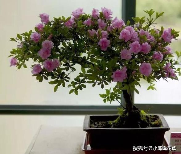 室内盆栽养花浇水不多，结果植物却烂根了？原因全出在这里