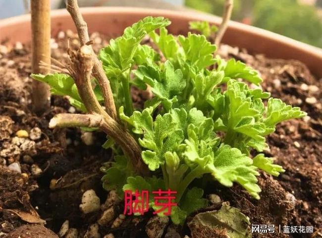 千头菊盆栽做好这4点，花期持续2个月，年年开花一大盆