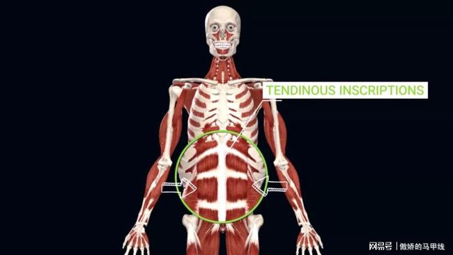 没人告诉过你的8个「腹肌」冷知识，练腹前必看！
