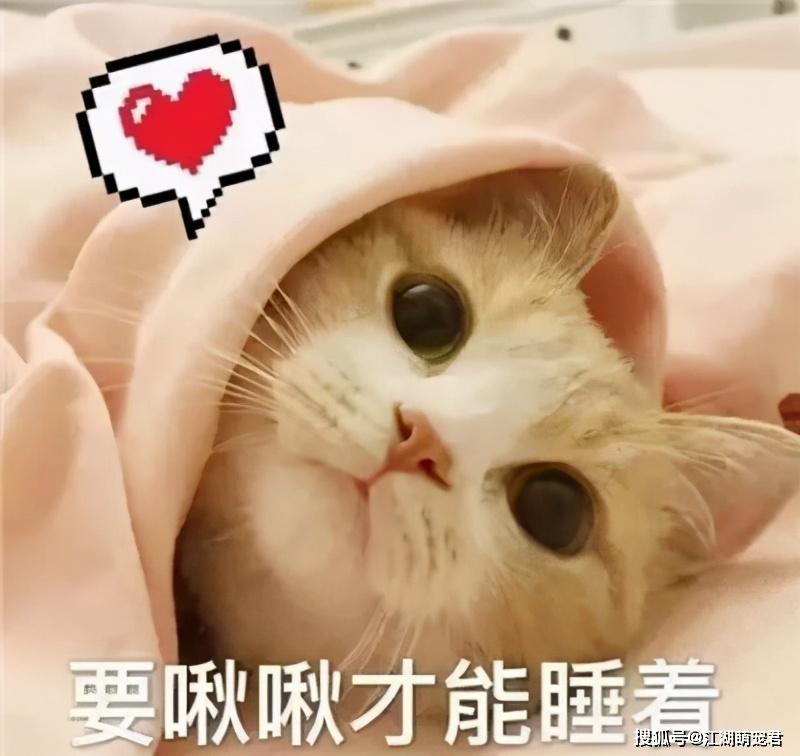 猫咪这样睡觉，竟是认主的表现，很多铲屎官都不懂