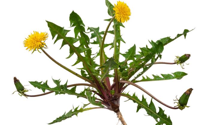 蒲公英可以消除甲状腺结节?药师辟谣:这几点要注意