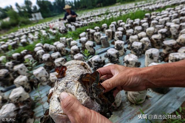 黑木耳接种有诀窍，学会黑木耳这两种方法，保你高效又高产