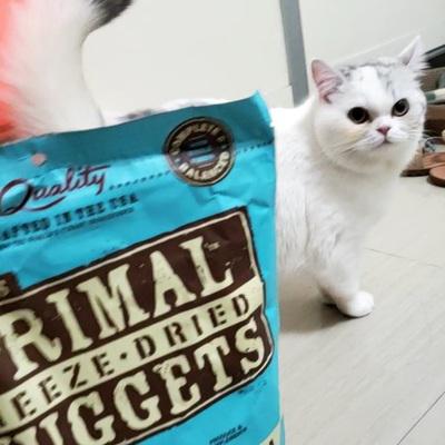 英短猫最喜欢吃的猫零食有哪些，猫冻干排行榜