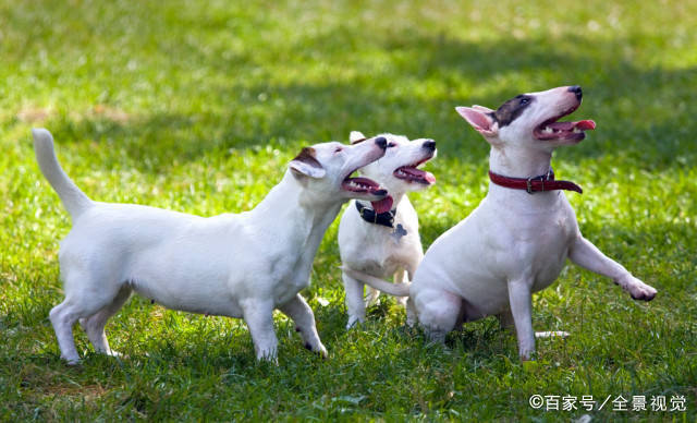 留意这几种中小型犬，它们非常危险，小心它咬你！