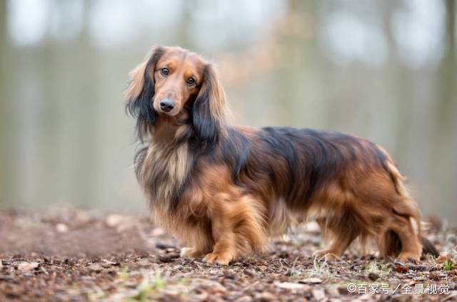 留意这几种中小型犬，它们非常危险，小心它咬你！