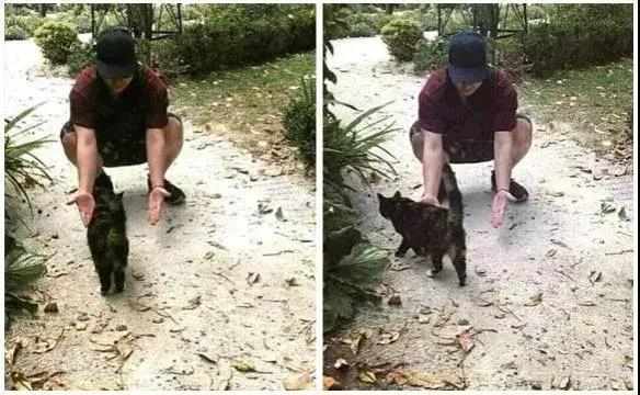 柴犬拣死老鼠回家加菜，女主人超崩溃，吓得不停摇晃拍打狗狗！