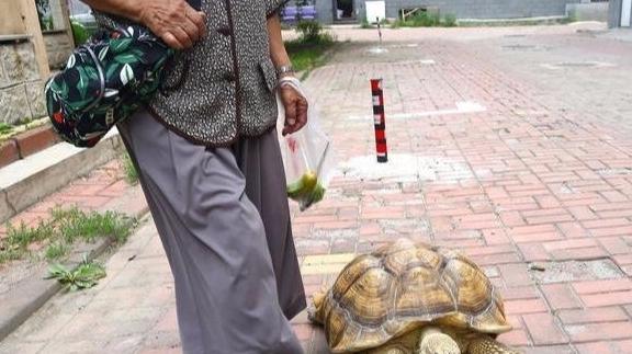 84岁老太太带120斤老龟遛弯，养了十年养出感情，要当传家宝贝？