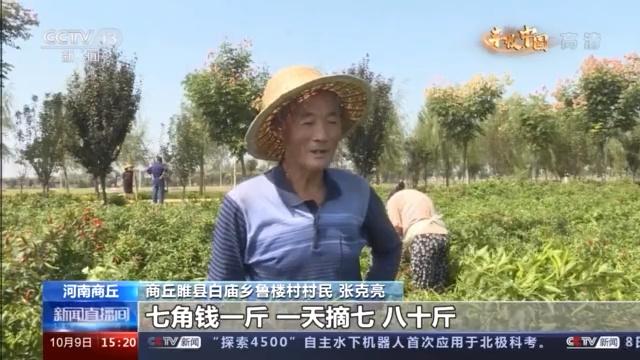 瓜果满园粮满仓 金秋时节好“丰”光！来看祖国各地丰收胜景→