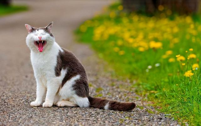 养猫的好处和坏处，看完你还想养猫吗？