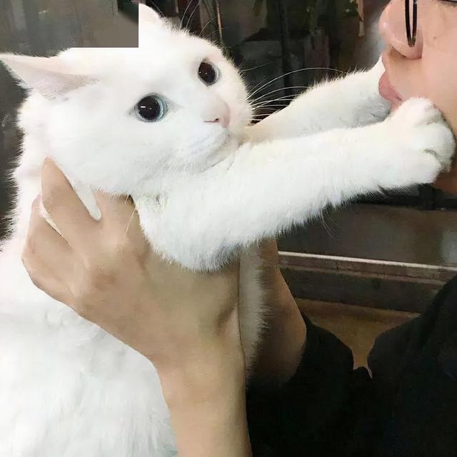 养猫的好处和坏处，看完你还想养猫吗？