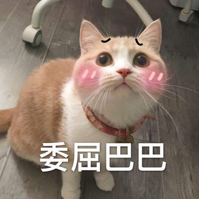 老公给猫咪洗澡，很久都没有出来，女子进厕所一看，真想一脚踢飞