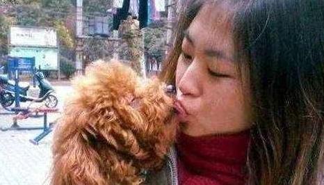 泰迪犬为何总爱舔人？它只是想告诉你这5件事，希望每个主人都懂