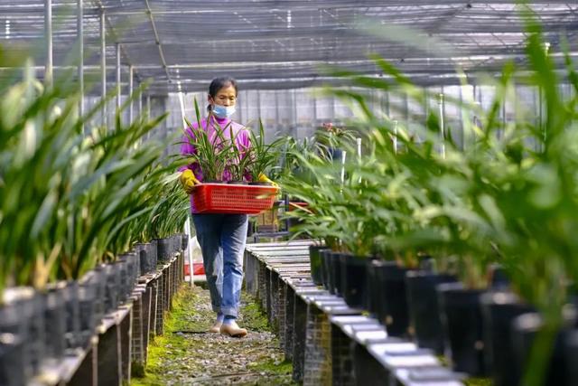 石狗镇 | 兰花飘香迎客来 乡村振兴正当时