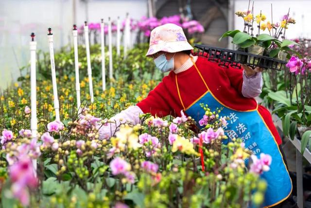 石狗镇 | 兰花飘香迎客来 乡村振兴正当时