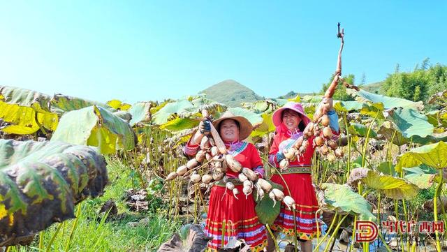 农旅结合 莲藕助燃旅游热