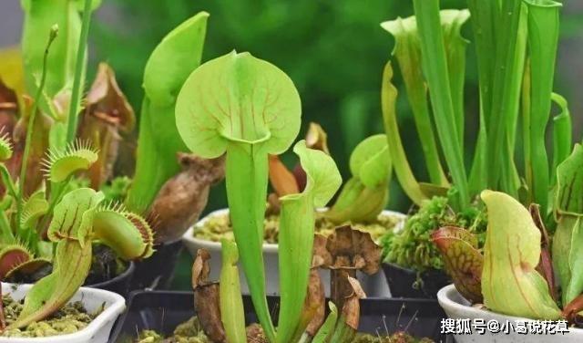 羡慕老花农养啥植物都长爆盆？改掉3个坏习惯，你也能办到！