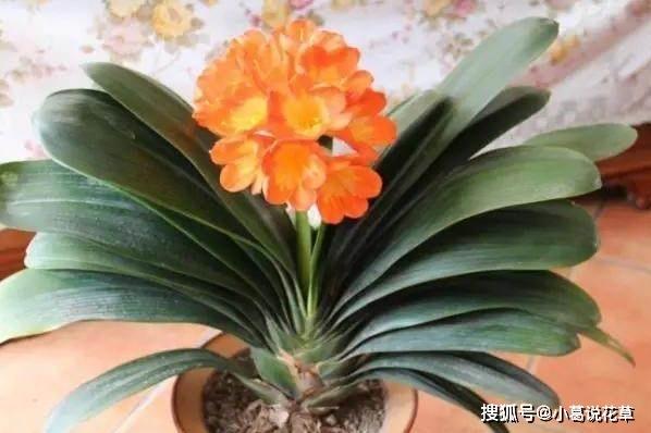 羡慕老花农养啥植物都长爆盆？改掉3个坏习惯，你也能办到！