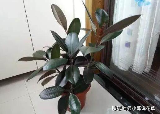 羡慕老花农养啥植物都长爆盆？改掉3个坏习惯，你也能办到！