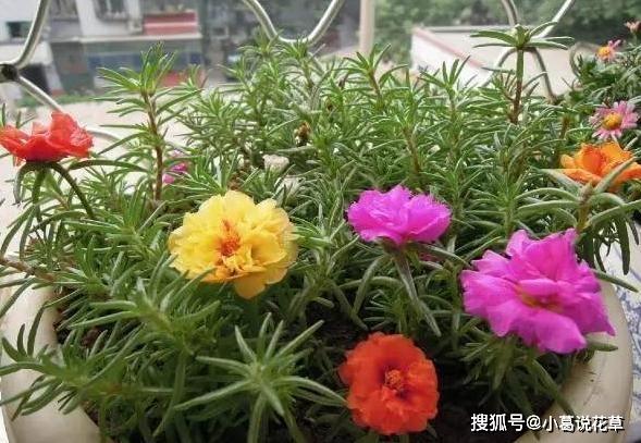 羡慕老花农养啥植物都长爆盆？改掉3个坏习惯，你也能办到！